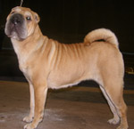 shar-pei