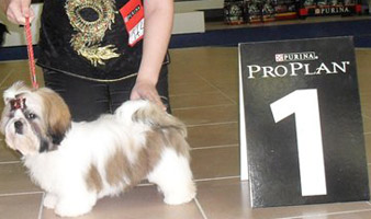 shih-tzu