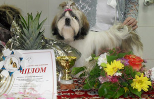 Shih-tzu