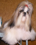 shih-tzu