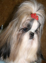shih-tzu