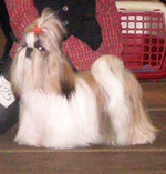 shih-tzu