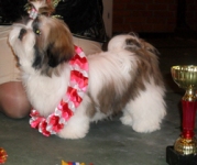 shih-tzu