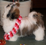 shih-tzu